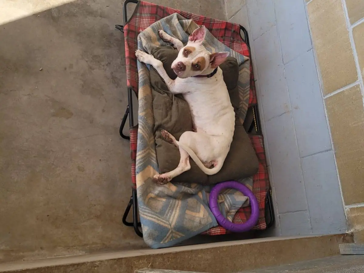 Adotta un cane, taglia media, femmina, Pavia