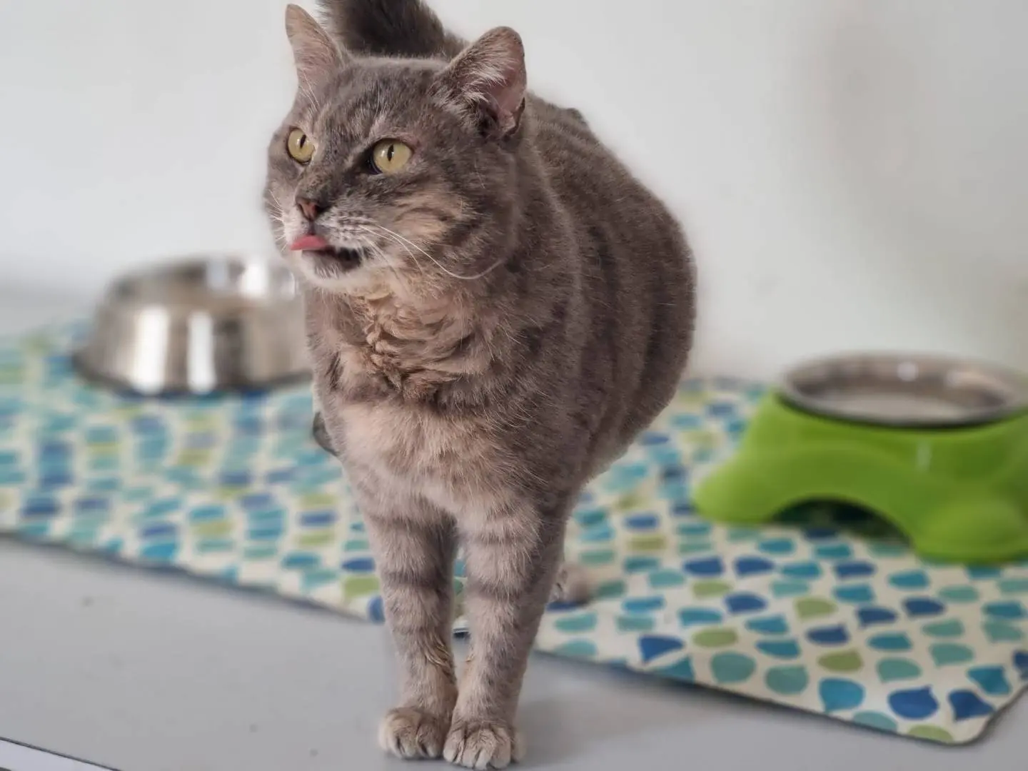 Vuoi adottare un gatto a Pesaro?