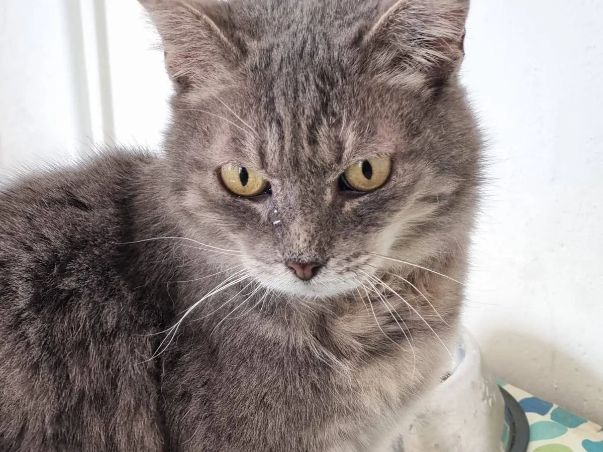 Adotta un gatto, femmina, 8 anni e 3 mesi, Pesaro