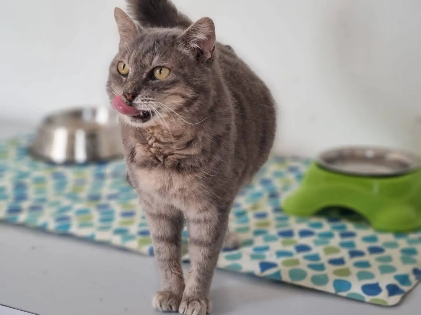 Adozione gatto, femmina, Razza sconosciuta Razza sconosciuta, 8 anni e 3 mesi, taglia non valida, Pesaro