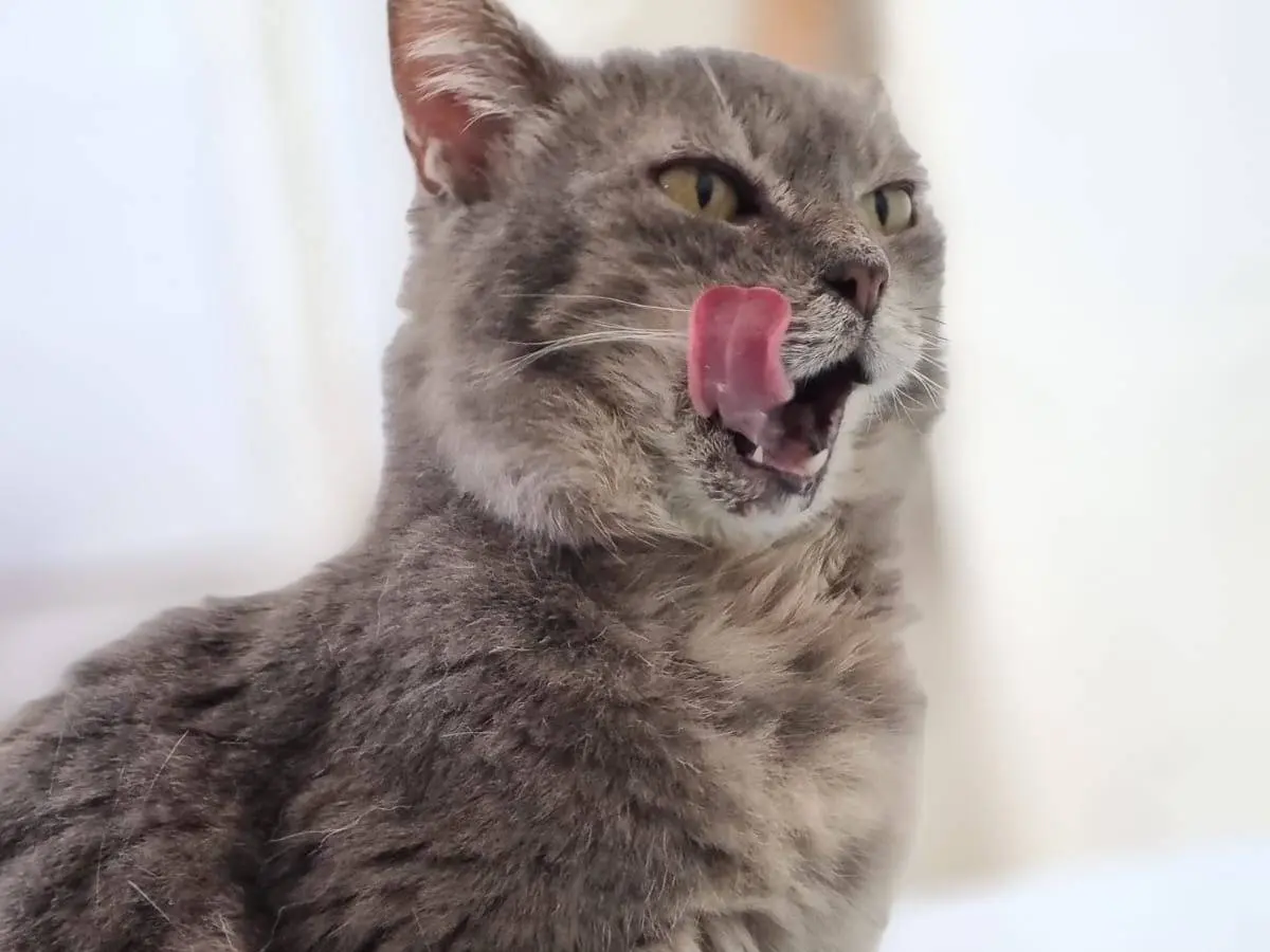 Adotta un gatto, taglia non valida, femmina, Pesaro