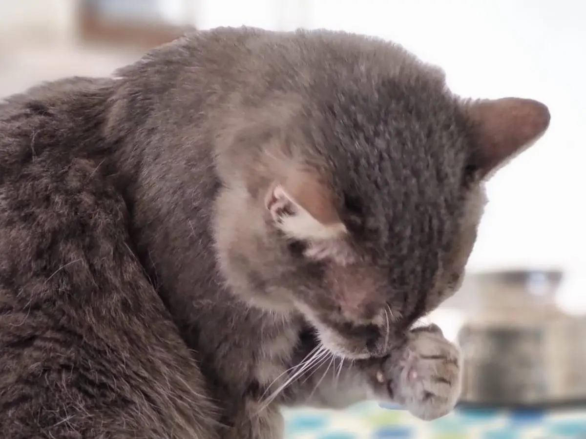 Adotta il gatto Grigi a Pesaro