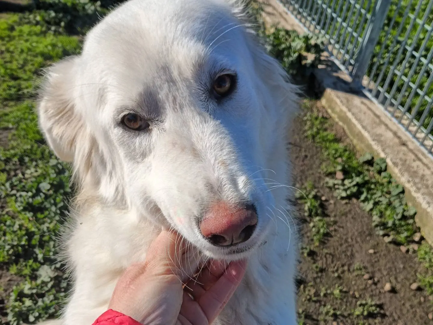 Adotta un cane, taglia grande, femmina, Potenza