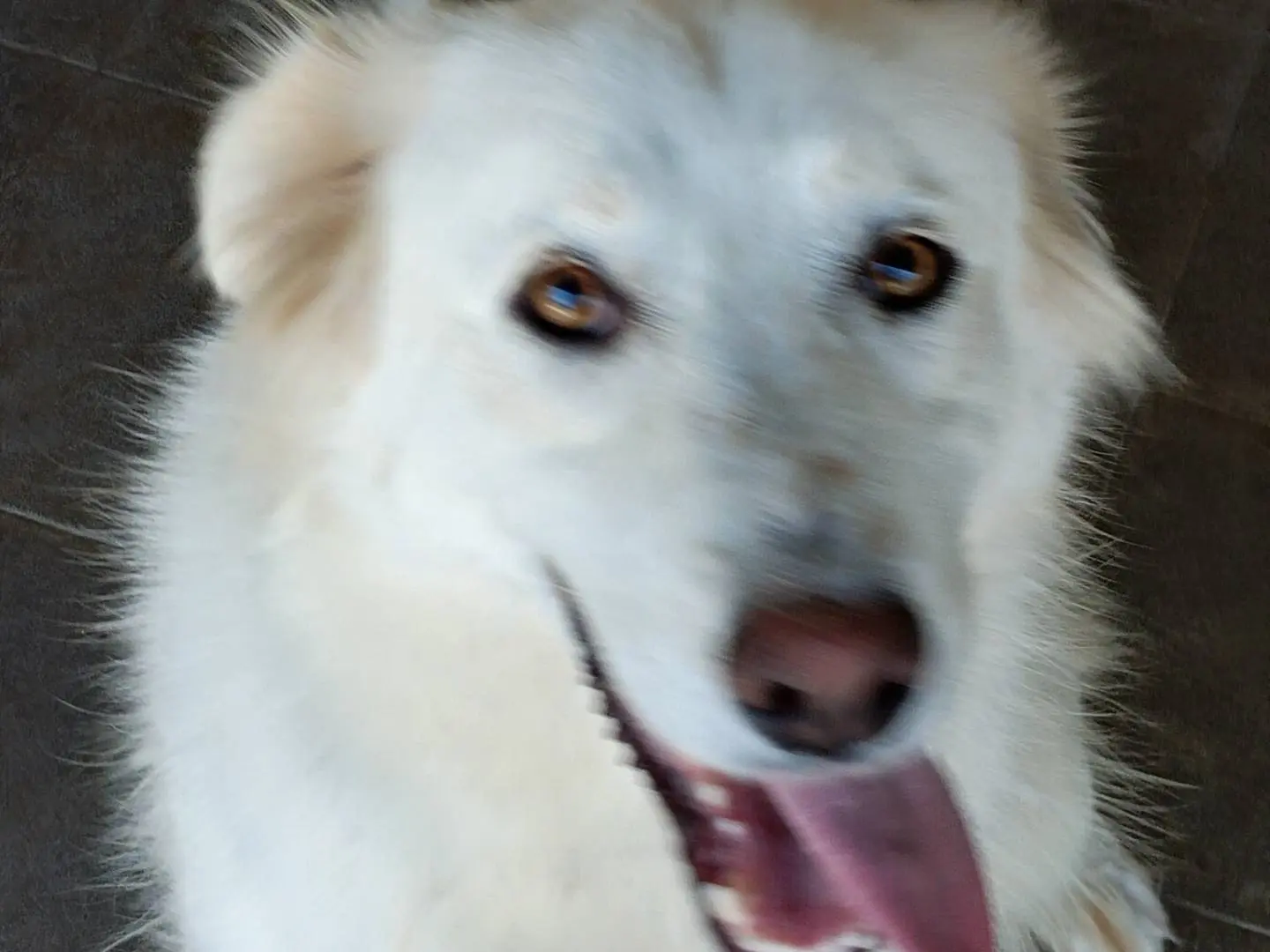 Adotta un cane, femmina, 1 anno e 8 mesi, Potenza