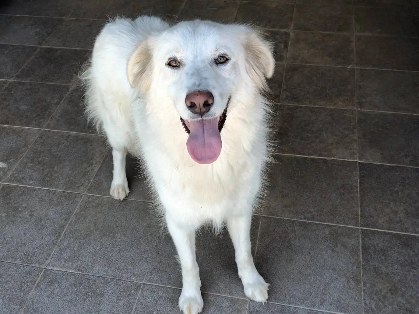 Adozione cane, femmina, Razza sconosciuta Razza sconosciuta, 1 anno e 8 mesi, taglia grande, Potenza