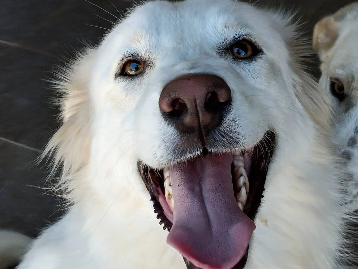 Vuoi adottare un cane a Potenza?