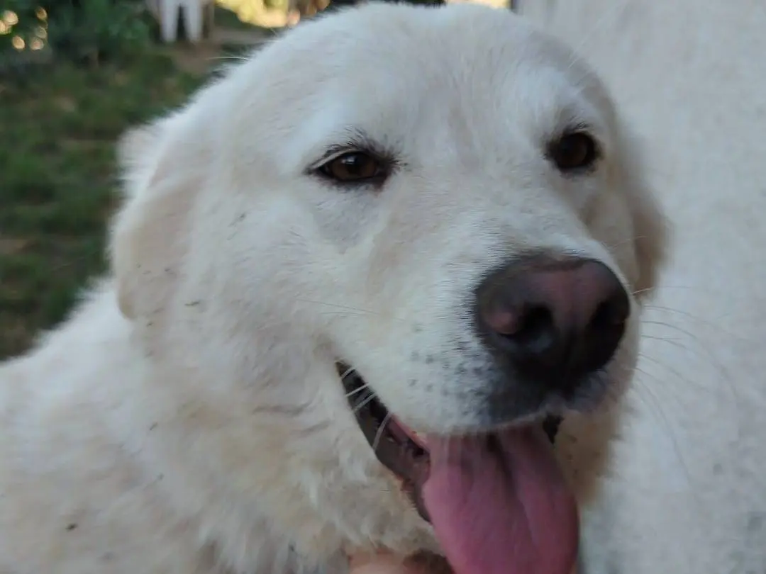 Adotta il cane BIANCA a Pistoia