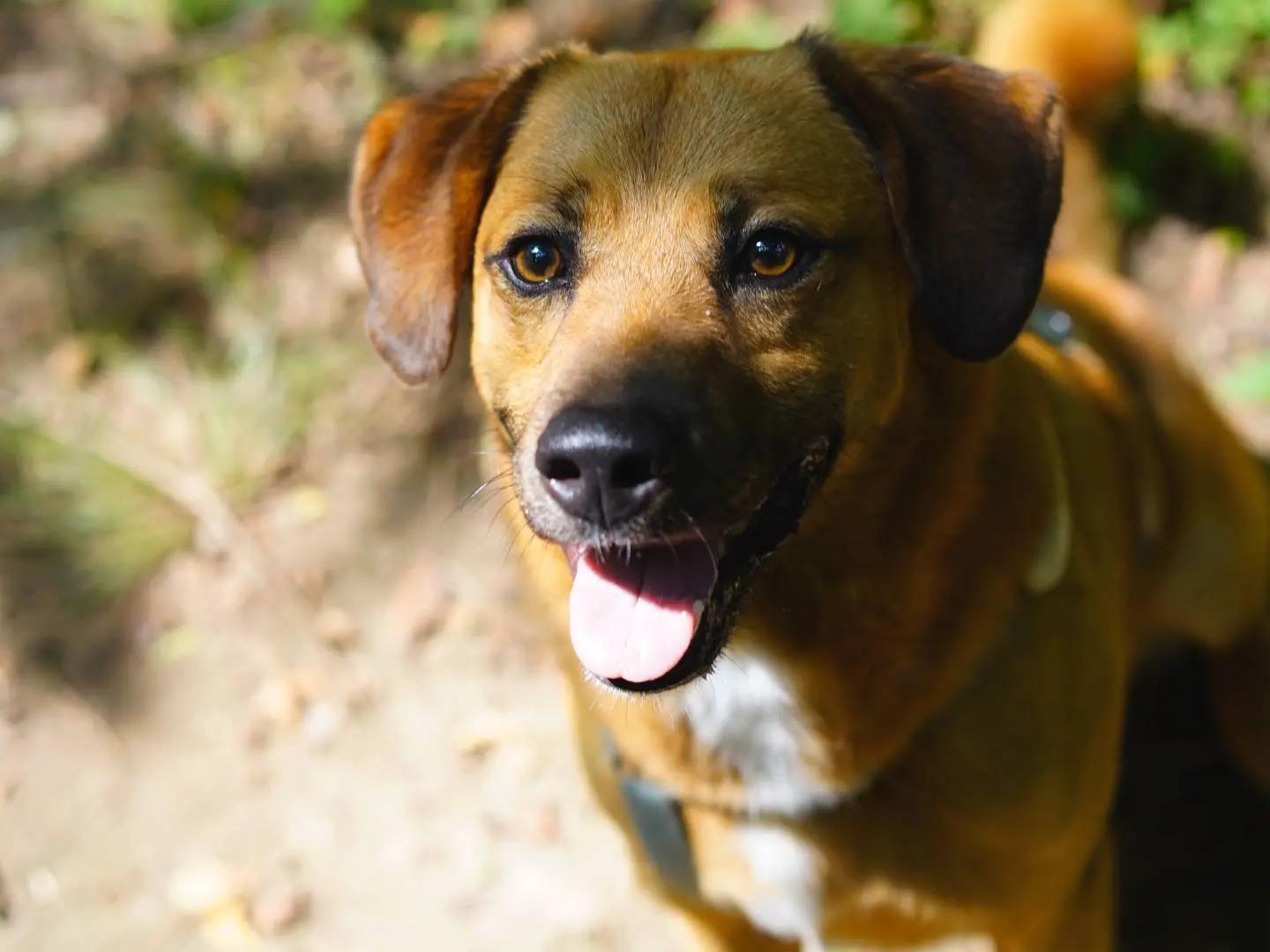 Adozione cane, maschio, Razza sconosciuta Razza sconosciuta, 6 anni e 2 mesi, taglia media contenuta, Milano