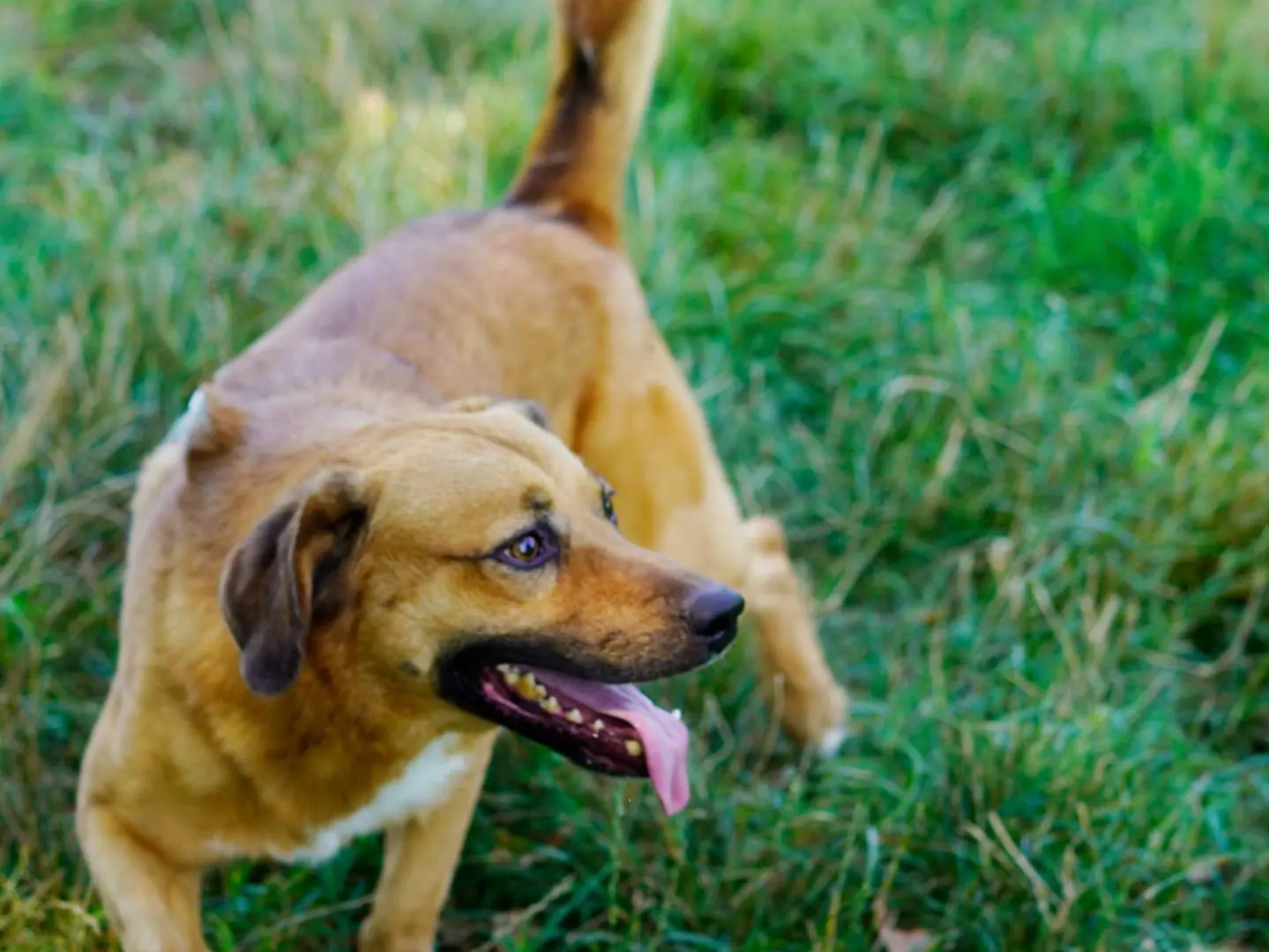 Adotta un cane, maschio, 6 anni e 2 mesi, Milano