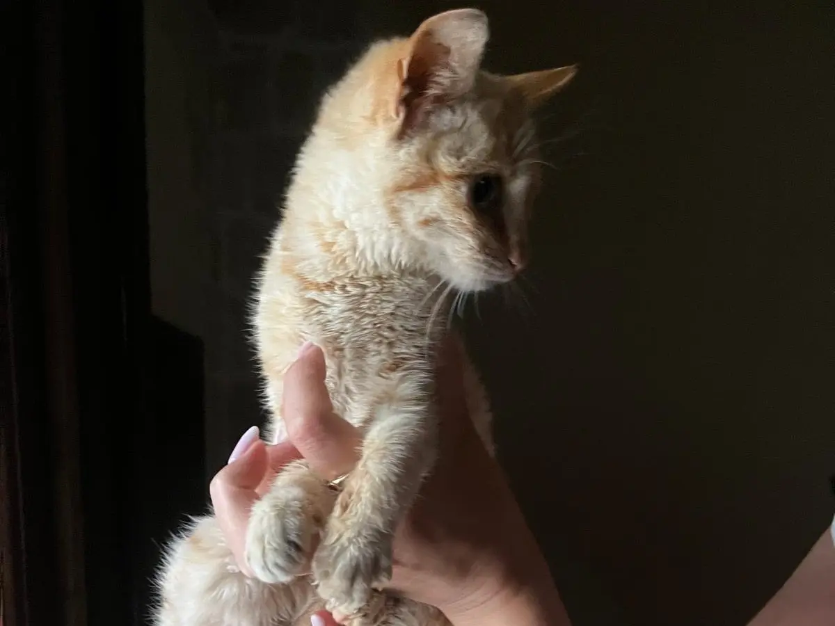 Adotta un gatto, taglia non valida, femmina, Bari