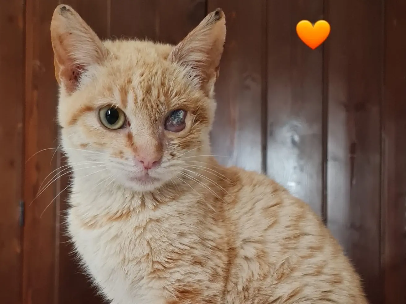 Adozione gatto, femmina, Razza sconosciuta Razza sconosciuta, 9 mesi, taglia non valida, Bari