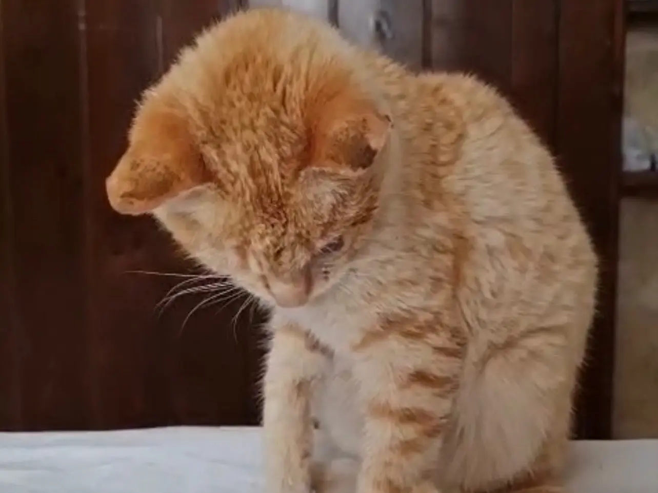Adotta un gatto, femmina, 9 mesi, Bari