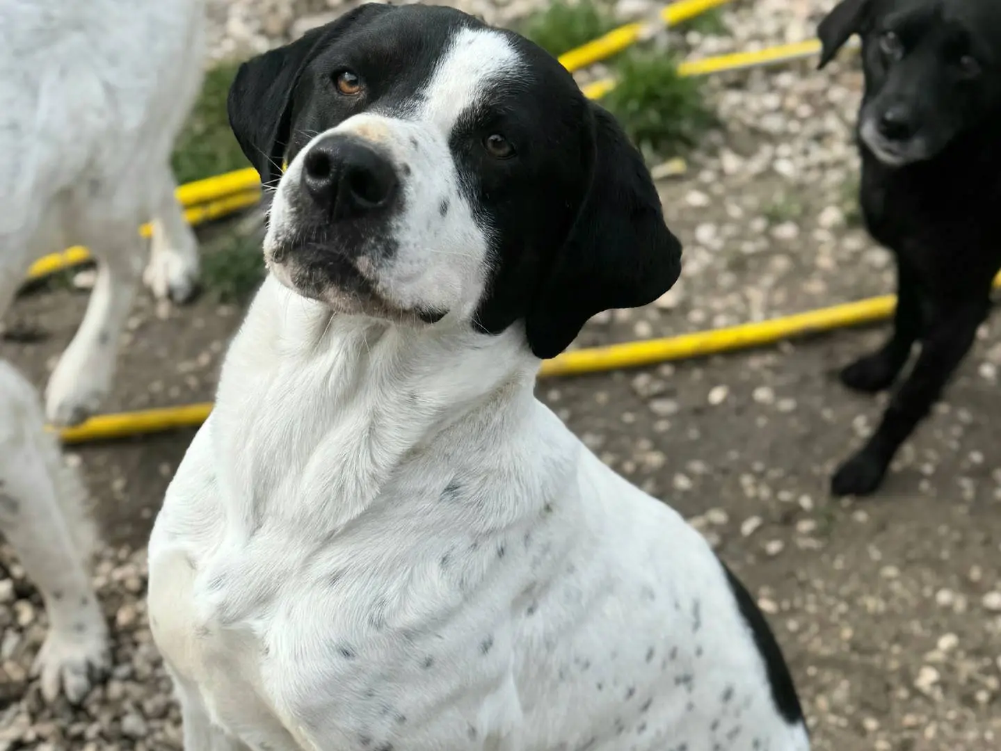 Vuoi adottare un cane a Teramo?