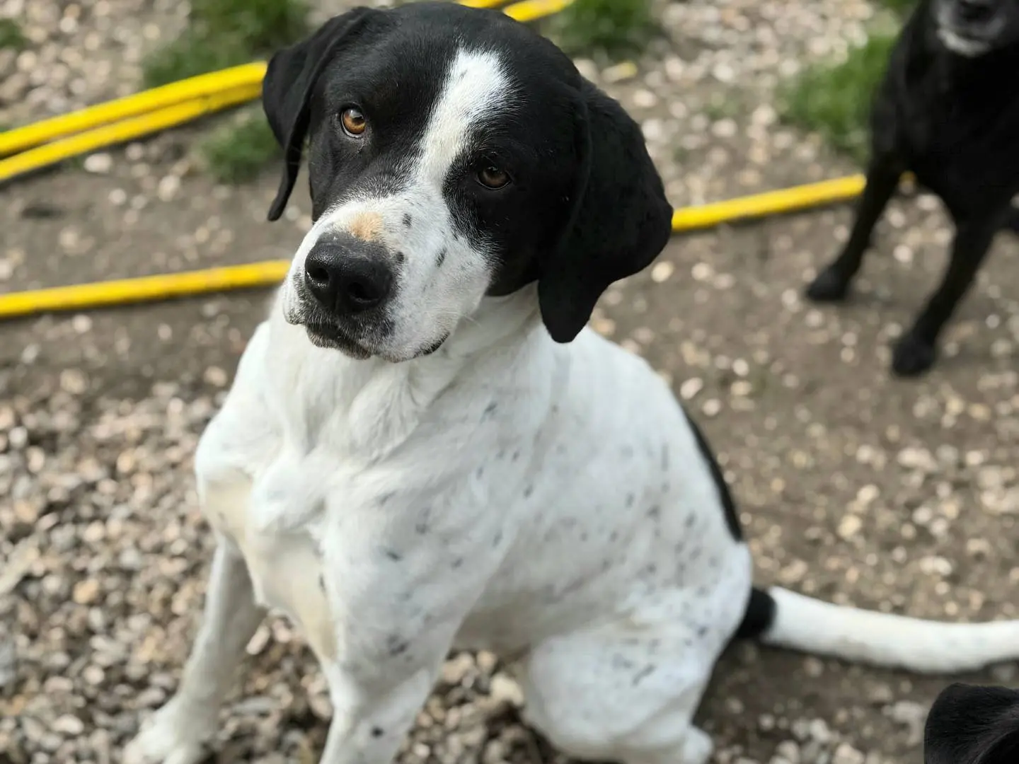 Adotta un cane, taglia media, maschio, Teramo