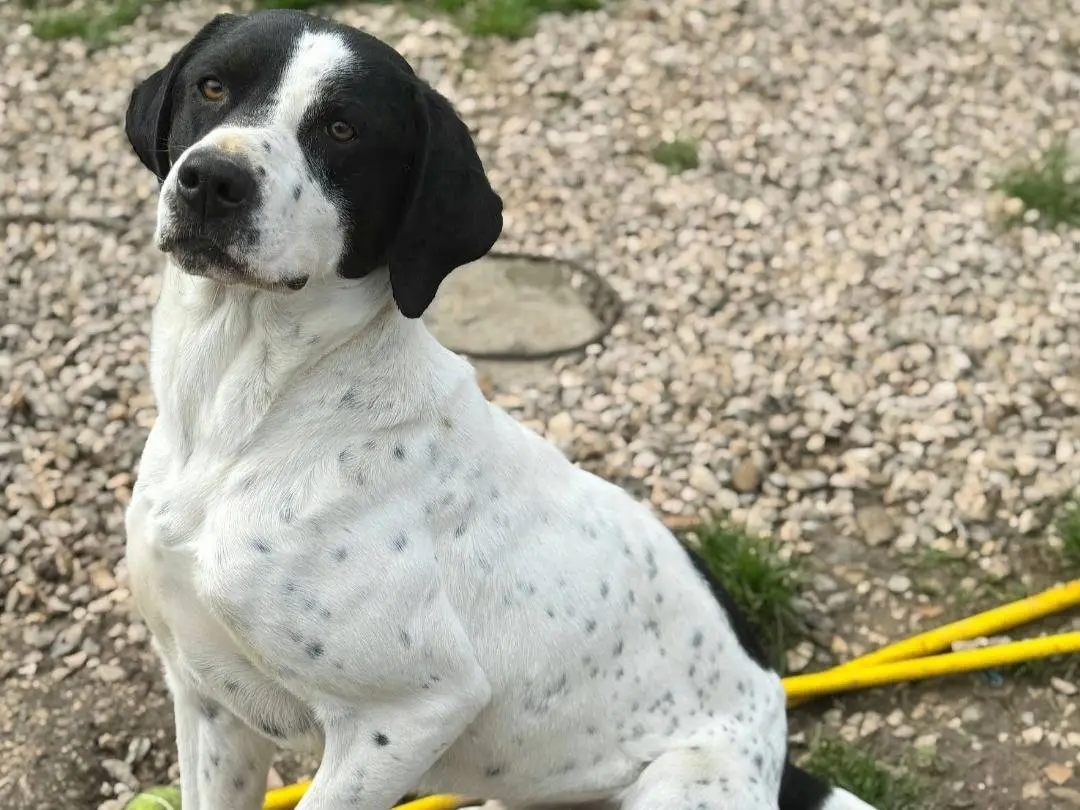 Adozione cane, maschio, Pointer Razza sconosciuta, 2 anni e 2 mesi, taglia media, Teramo
