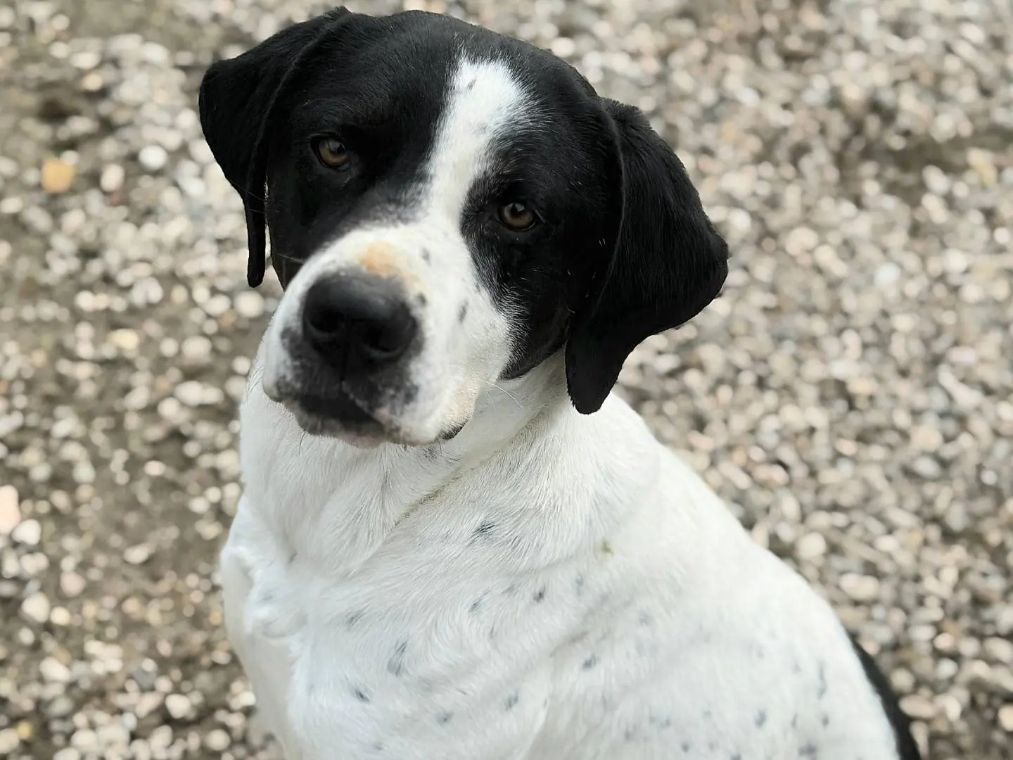 Adotta un cane, maschio, 2 anni e 2 mesi, Teramo