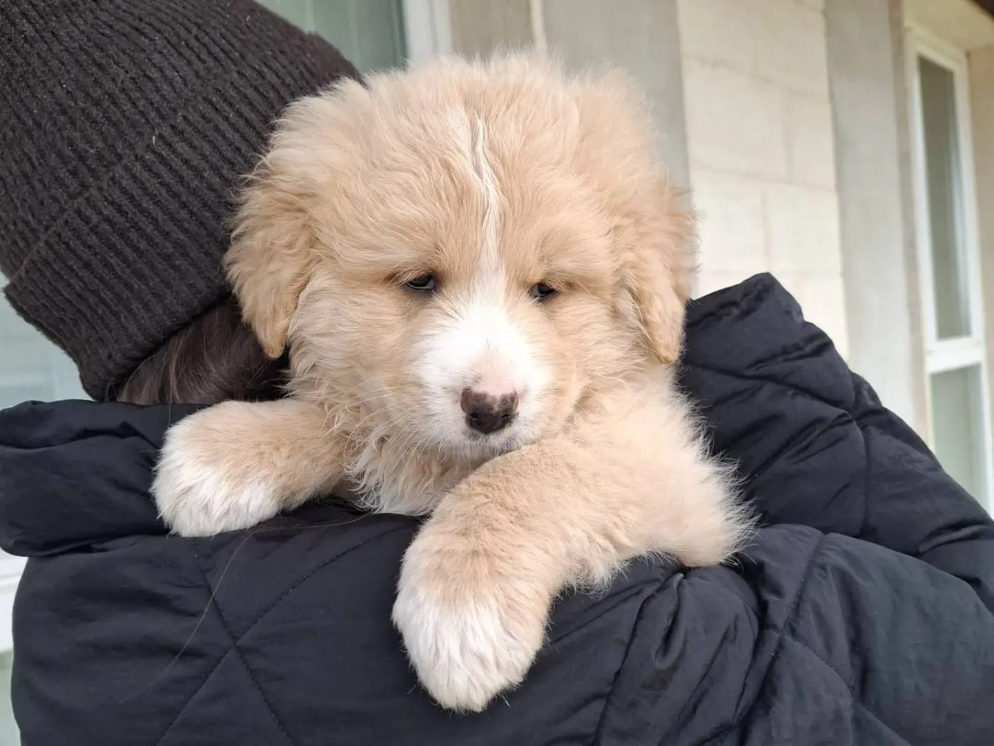 Adozione cane, maschio, Razza sconosciuta Razza sconosciuta, 10 mesi, taglia media, Bologna