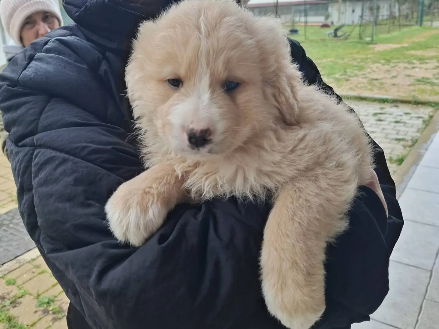 Adotta un cane, maschio, 10 mesi, Bologna