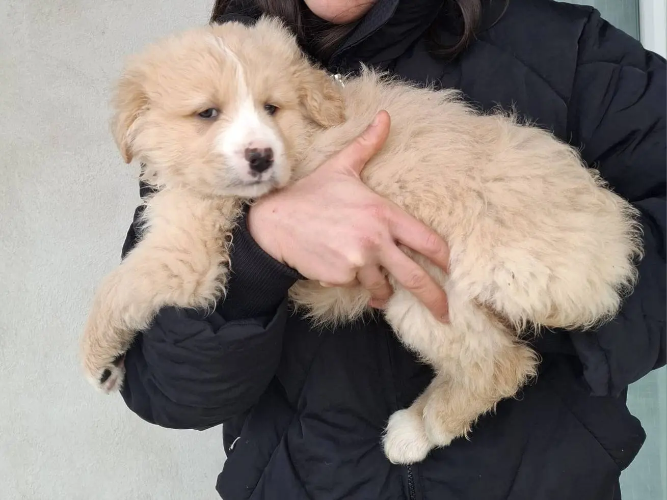 Adotta un cane, taglia media, maschio, Bologna