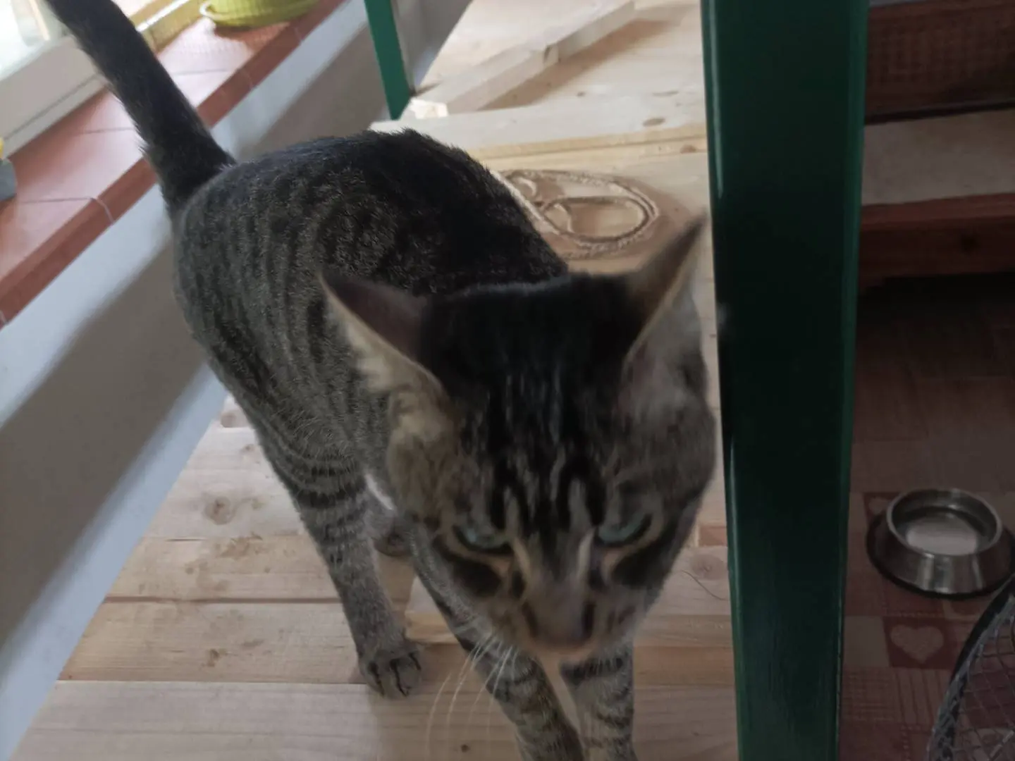 Foto 1 dell'animale