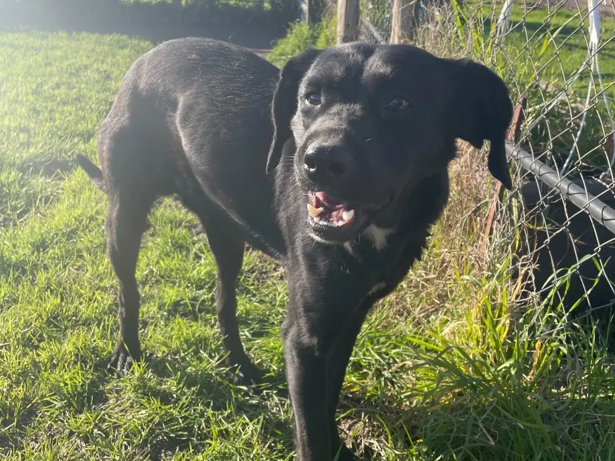 Adotta un cane, maschio, 3 anni e 5 mesi, Latina