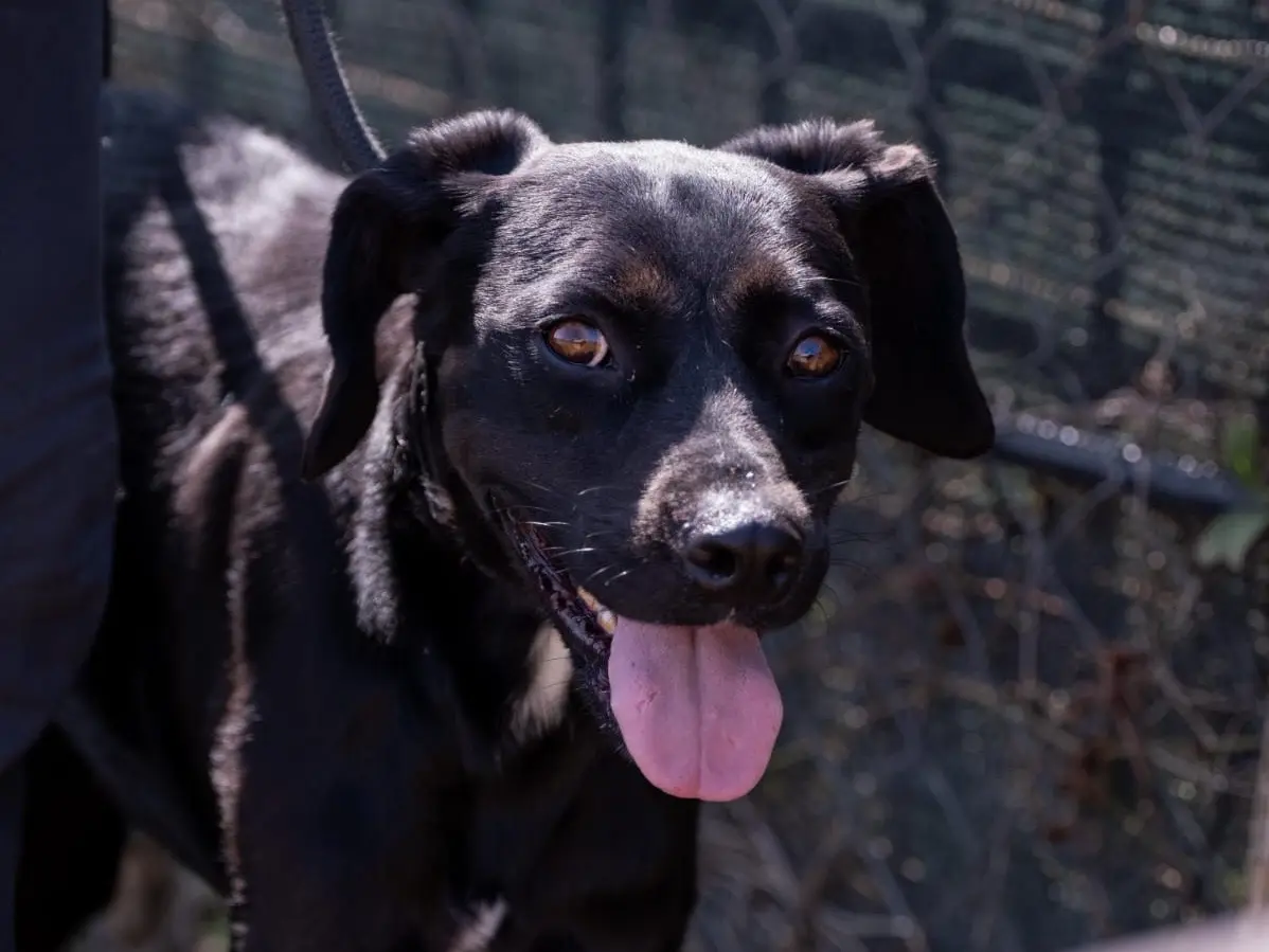 Adozione cane, maschio, Razza sconosciuta Razza sconosciuta, 3 anni e 5 mesi, taglia media contenuta, Latina