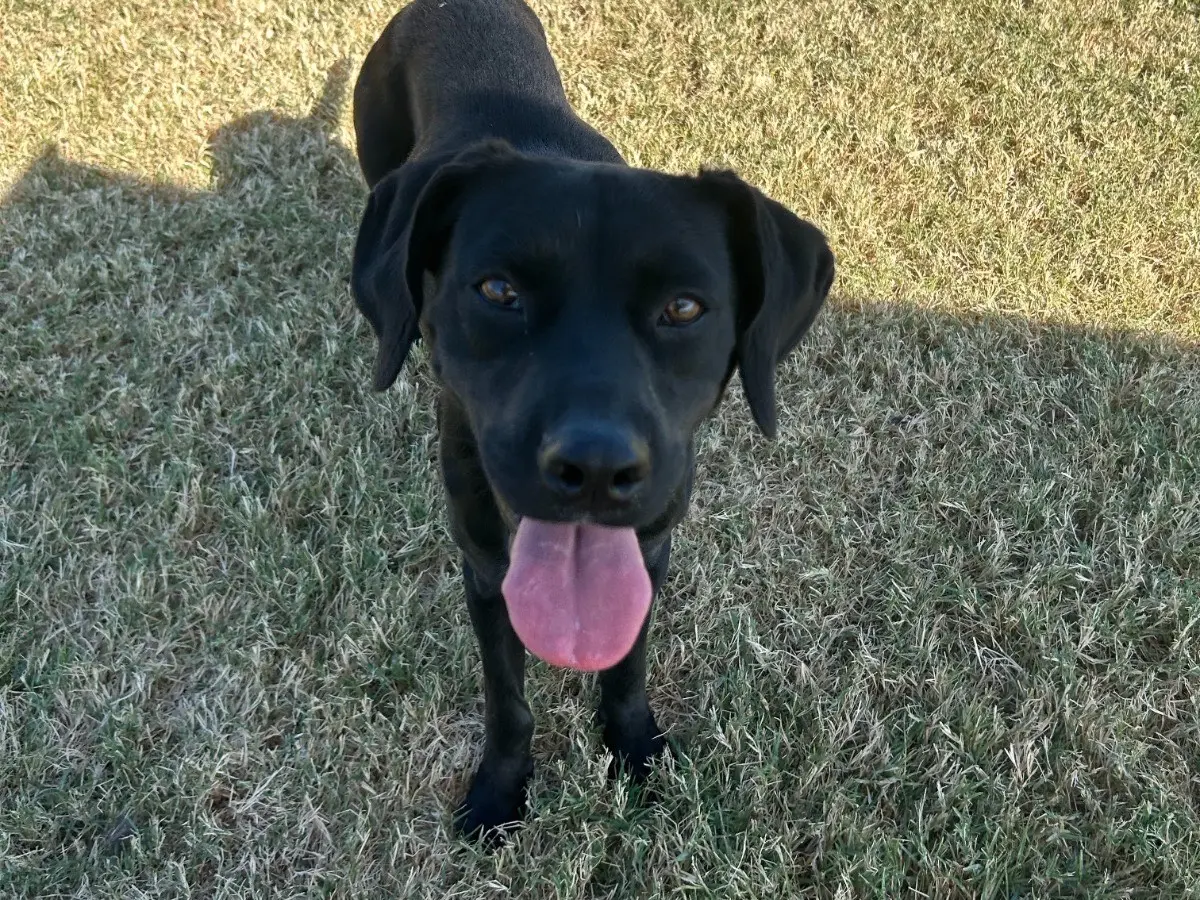 Adotta un cane, taglia media contenuta, maschio, Latina
