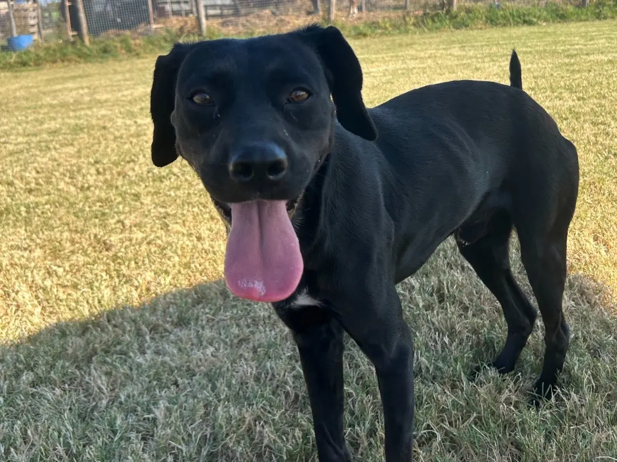 Adotta il cane Fumo a Latina