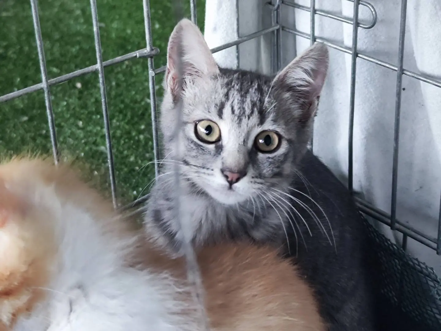 Adotta il gatto Nìva a Caserta
