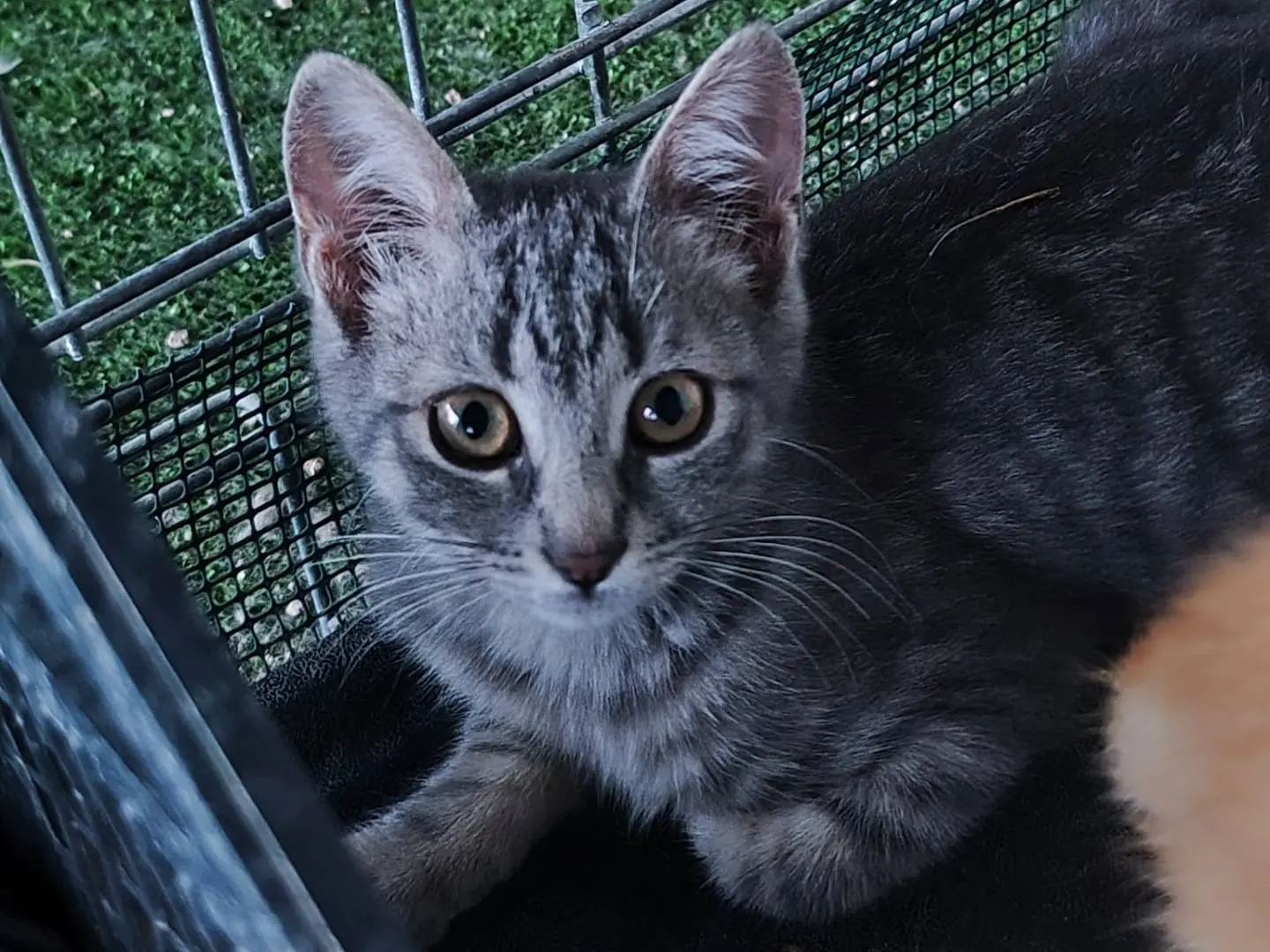 Vuoi adottare un gatto a Caserta?