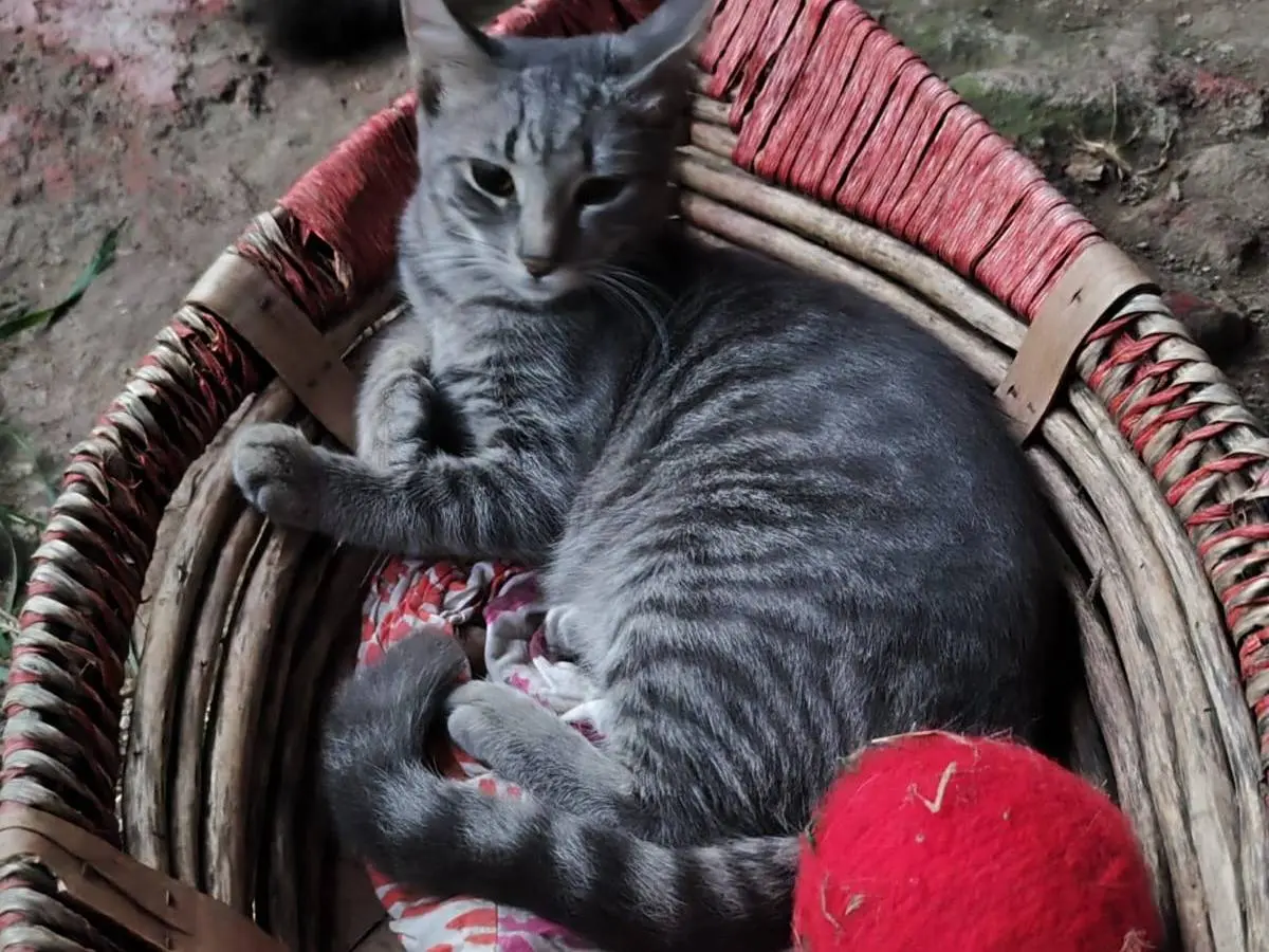 Adozione gatto, femmina, Razza sconosciuta Razza sconosciuta, 1 anno e 3 mesi, taglia non valida, Caserta