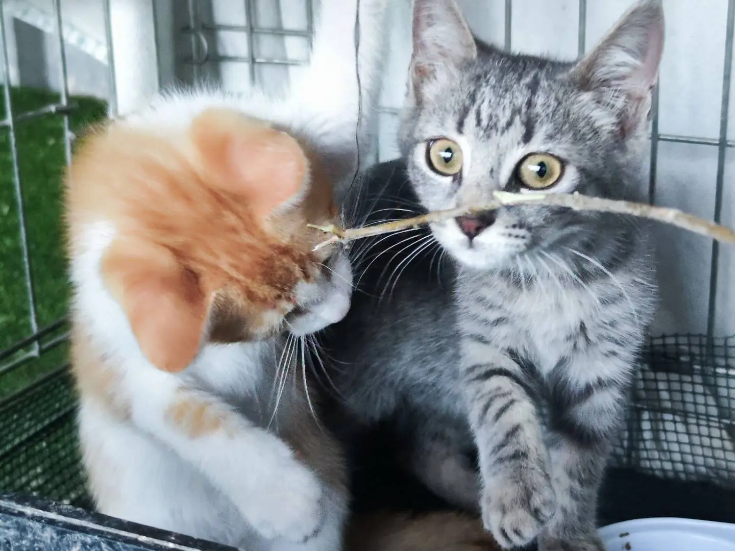 Adotta un gatto, taglia non valida, femmina, Caserta