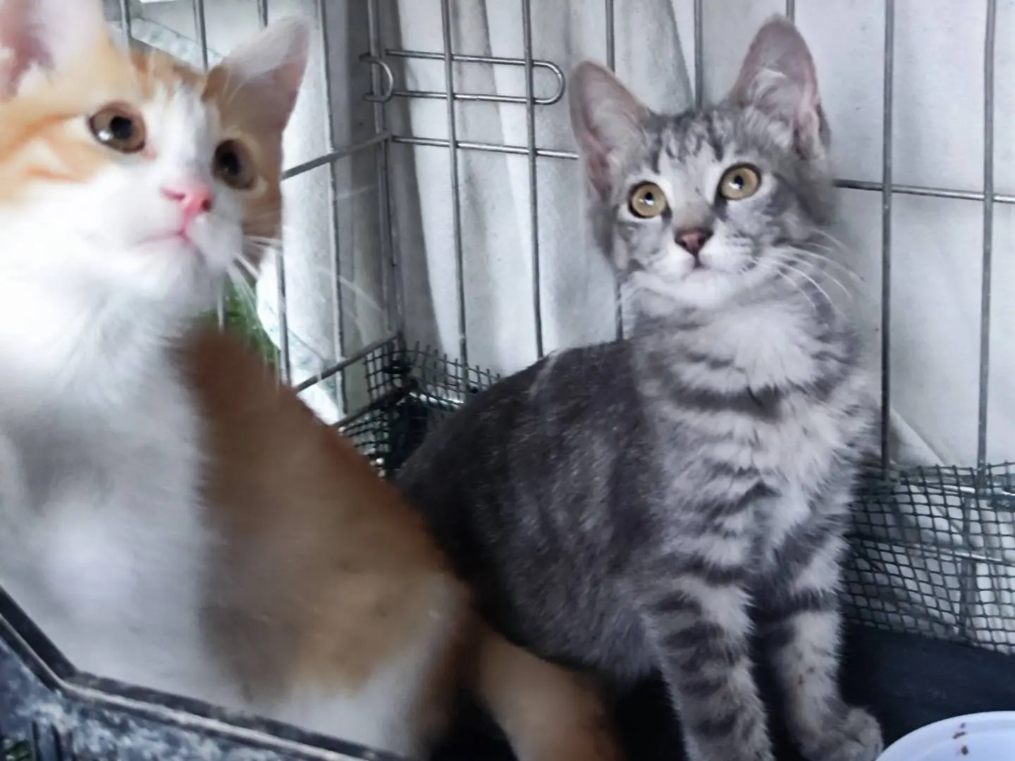 Adotta un gatto, femmina, 1 anno e 3 mesi, Caserta