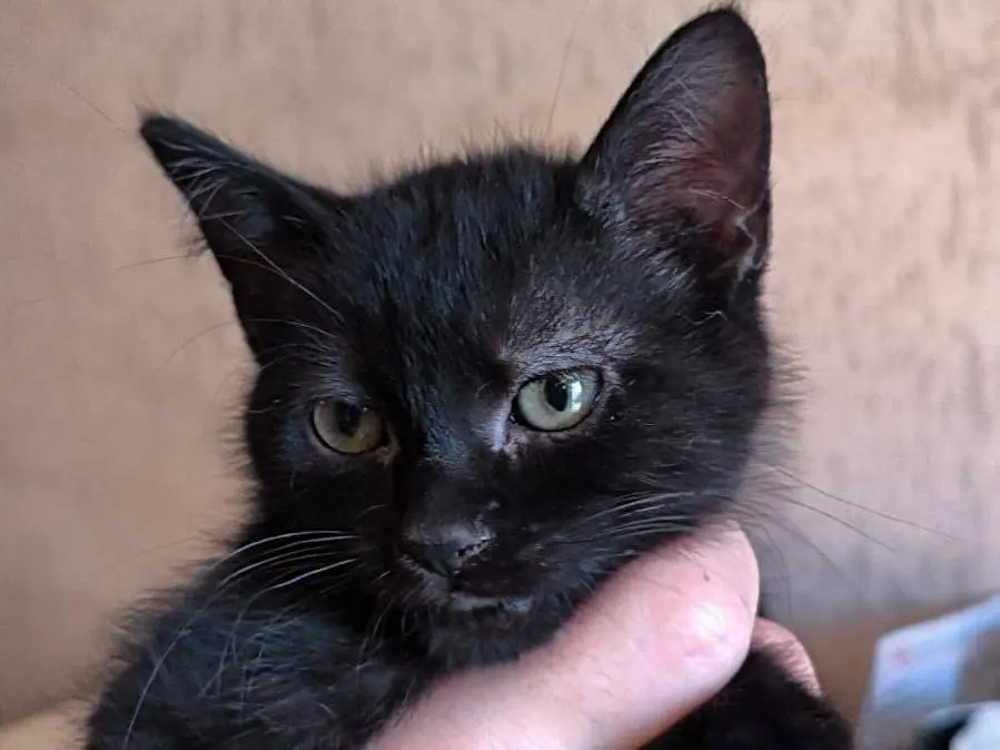 Adozione gatto, maschio, Razza sconosciuta Razza sconosciuta, 8 mesi, taglia non valida, Bari