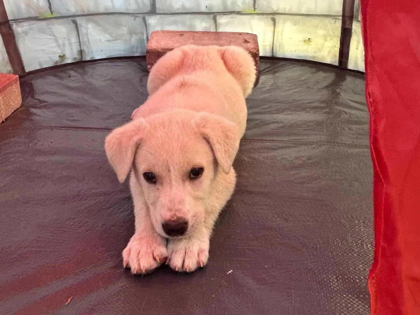 Vuoi adottare un cane a Siracusa?