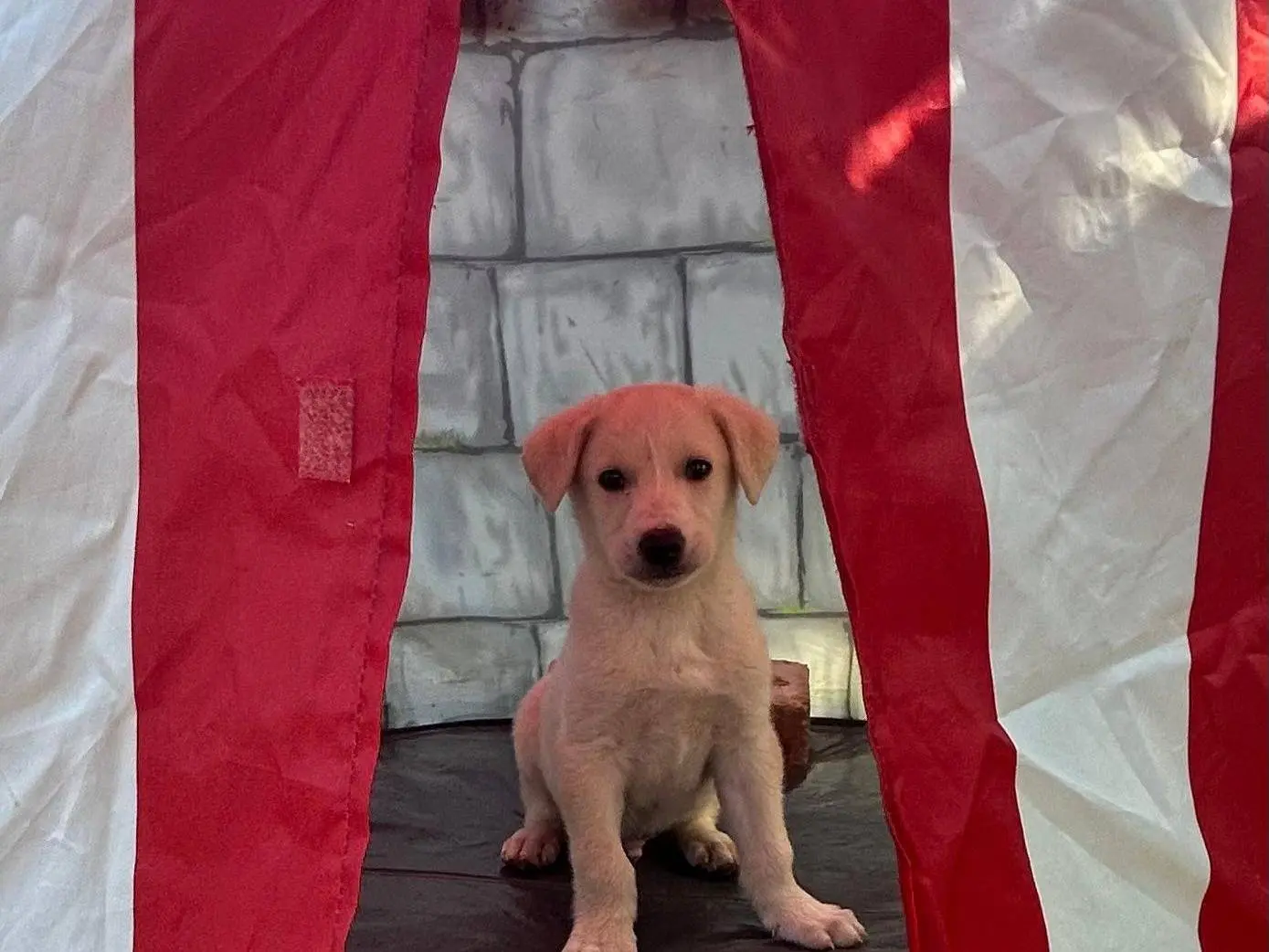 Adotta un cane, taglia media, maschio, Siracusa