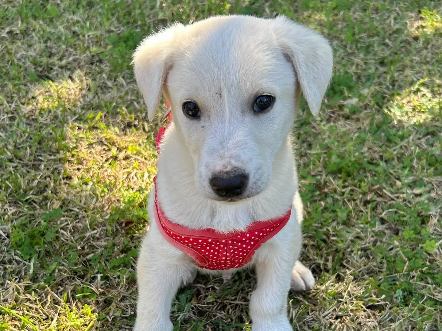 Adozione cane, maschio, Labrador Retriever Razza sconosciuta, 2 mesi, taglia media, Siracusa