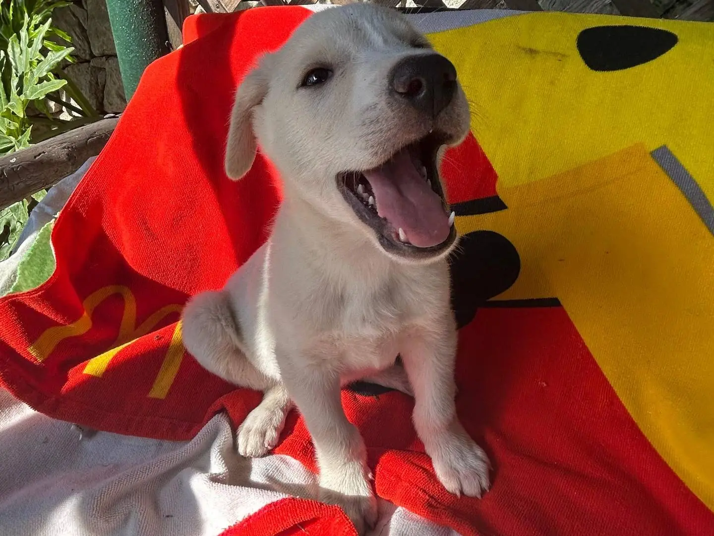 Adotta un cane, maschio, 2 mesi, Siracusa