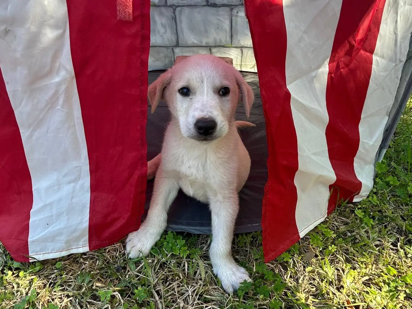 Adotta il cane DADO a Siracusa