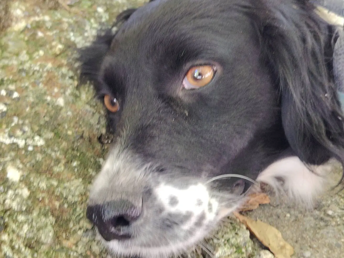 Adotta un cane, femmina, 4 anni e 5 mesi, Catanzaro