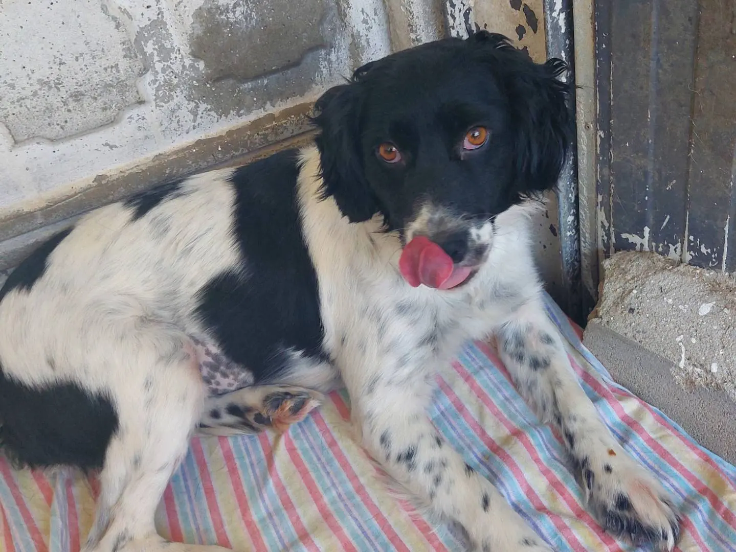 Adozione cane, femmina, Razza sconosciuta Razza sconosciuta, 4 anni e 5 mesi, taglia media contenuta, Catanzaro