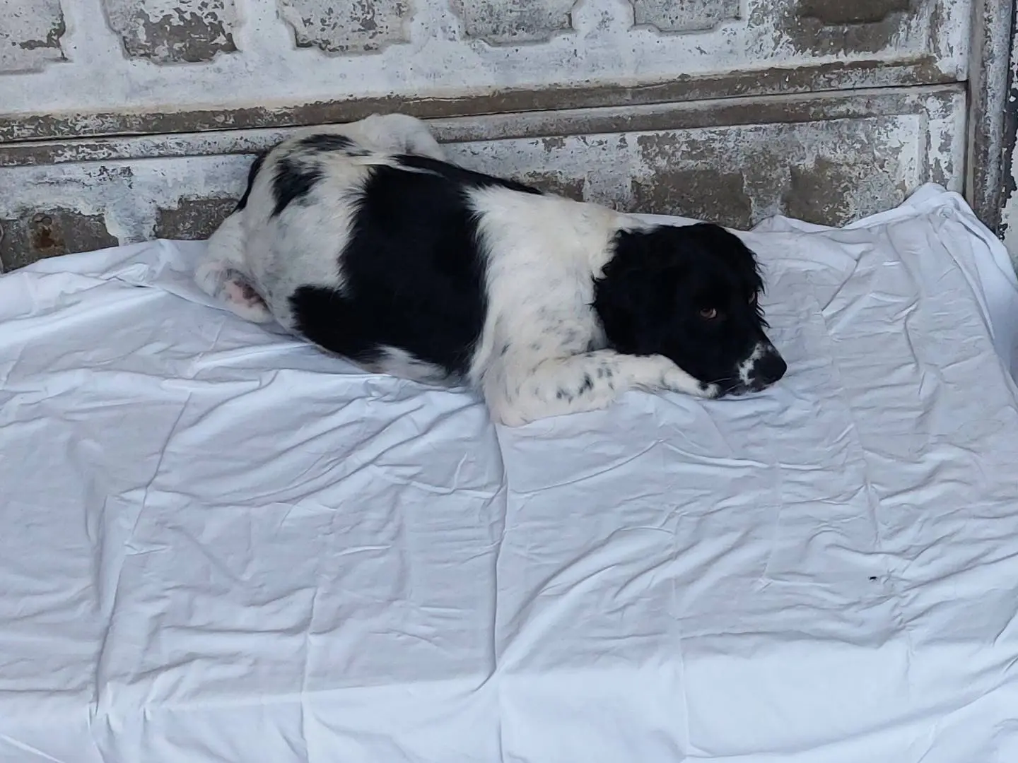 Adotta un cane, taglia media contenuta, femmina, Catanzaro