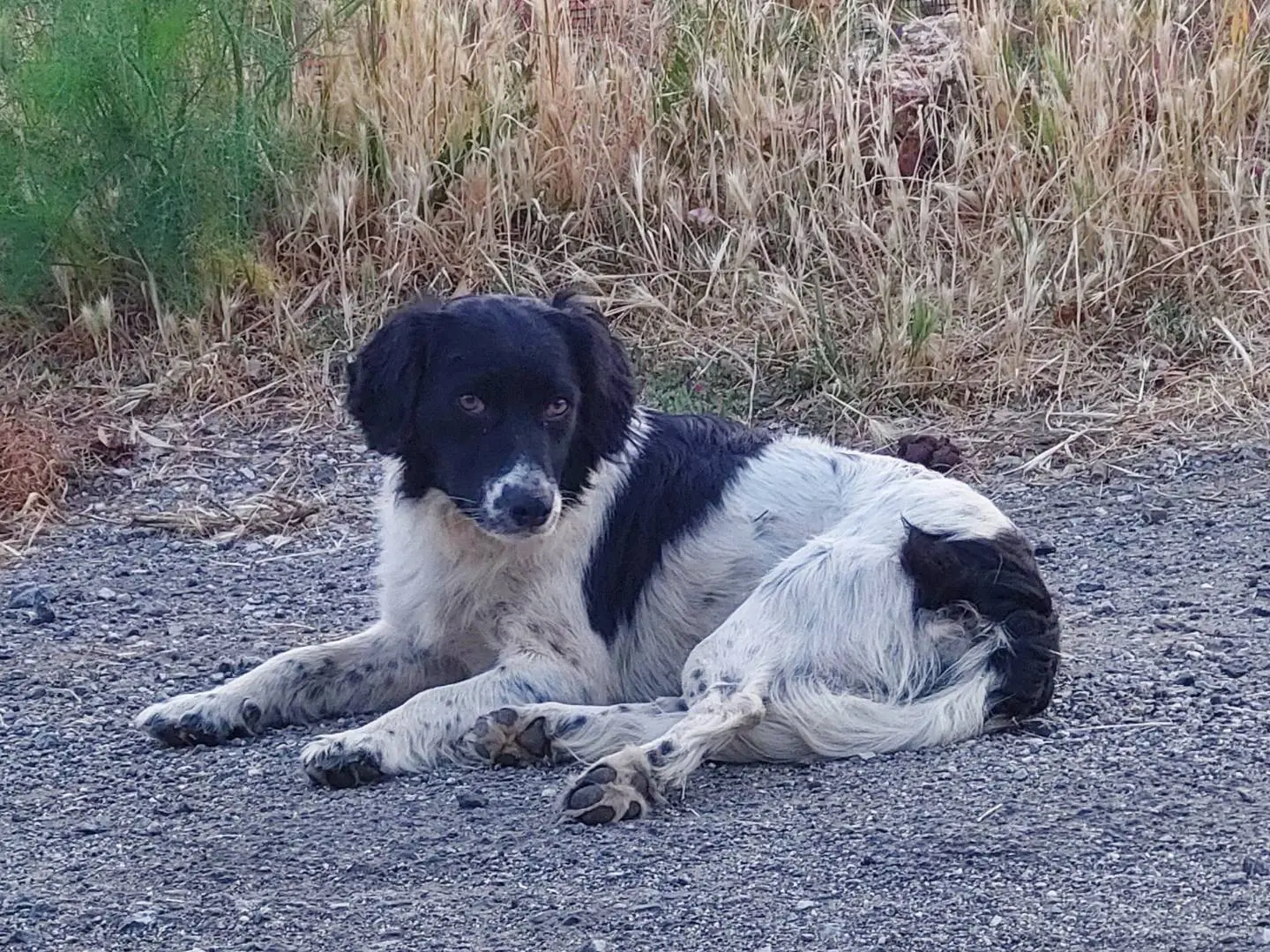 Adotta il cane Cleo a Catanzaro