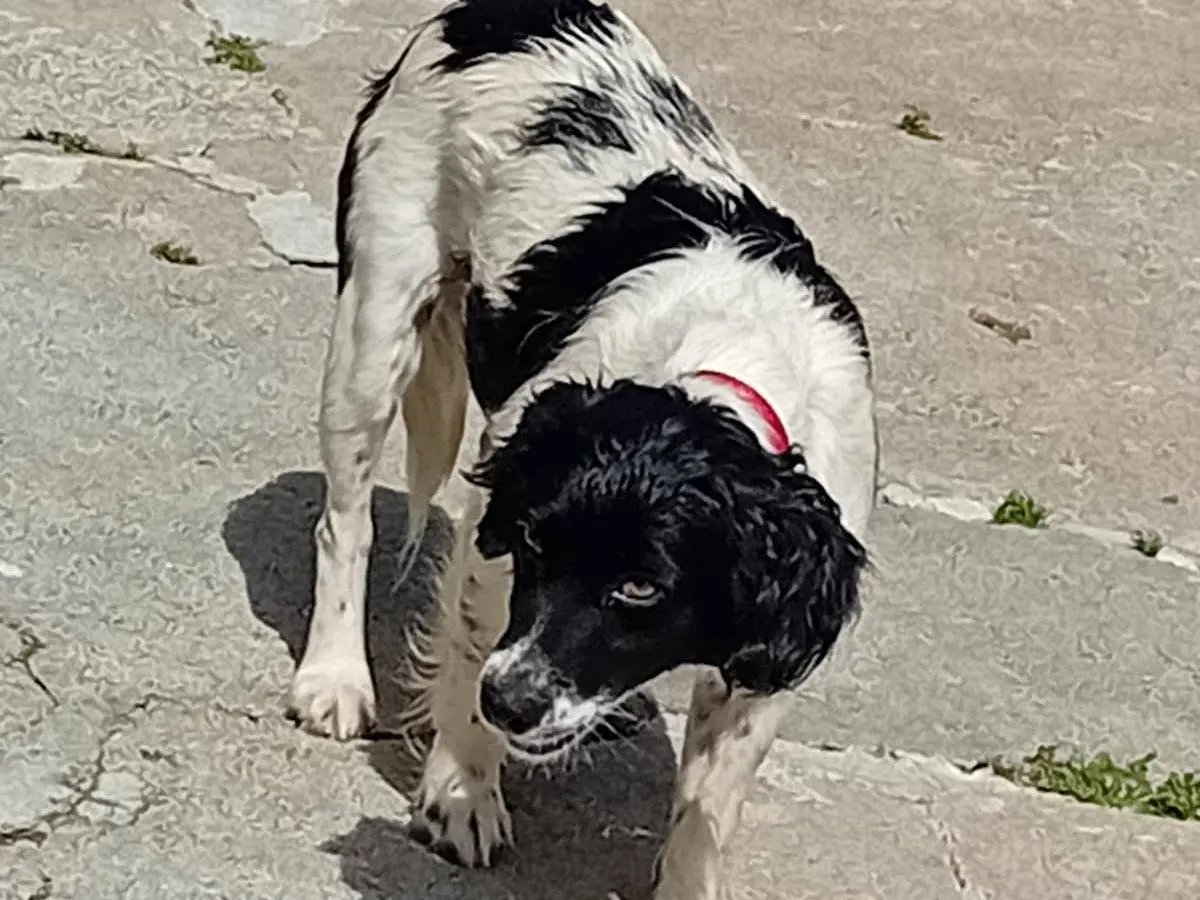 Vuoi adottare un cane a Catanzaro?