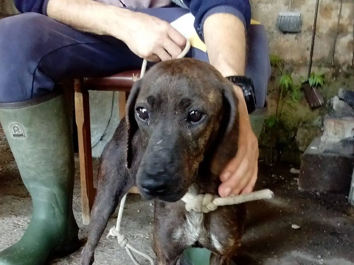 Foto 3 dell'animale