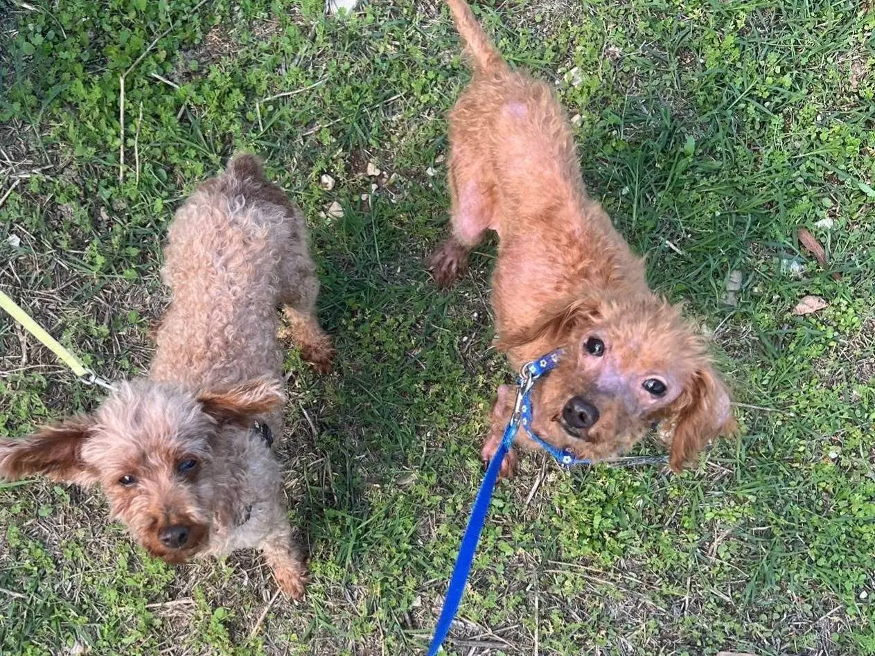 Adotta un cane, femmina, 7 anni e 1 mese, Bari