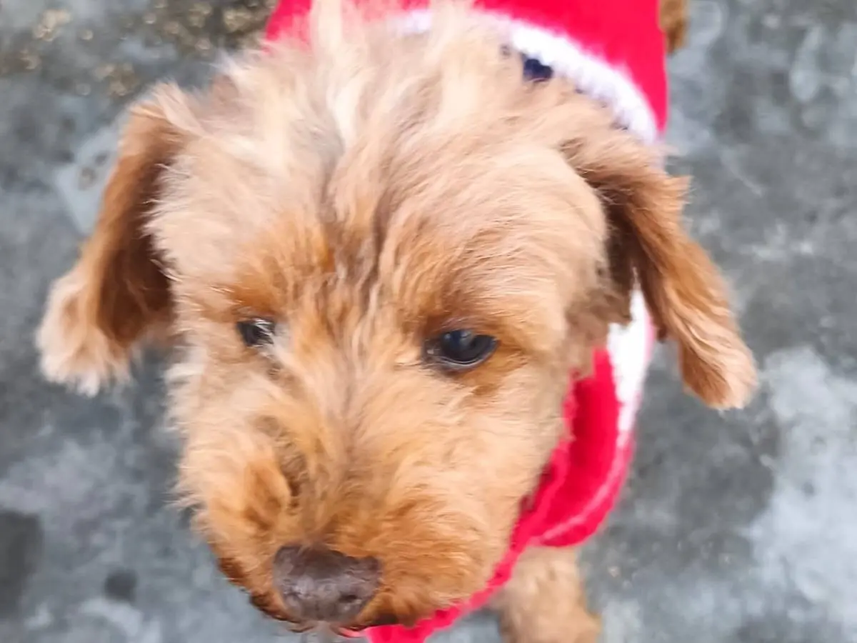 Adotta il cane Fortuna Speranza  a Bari