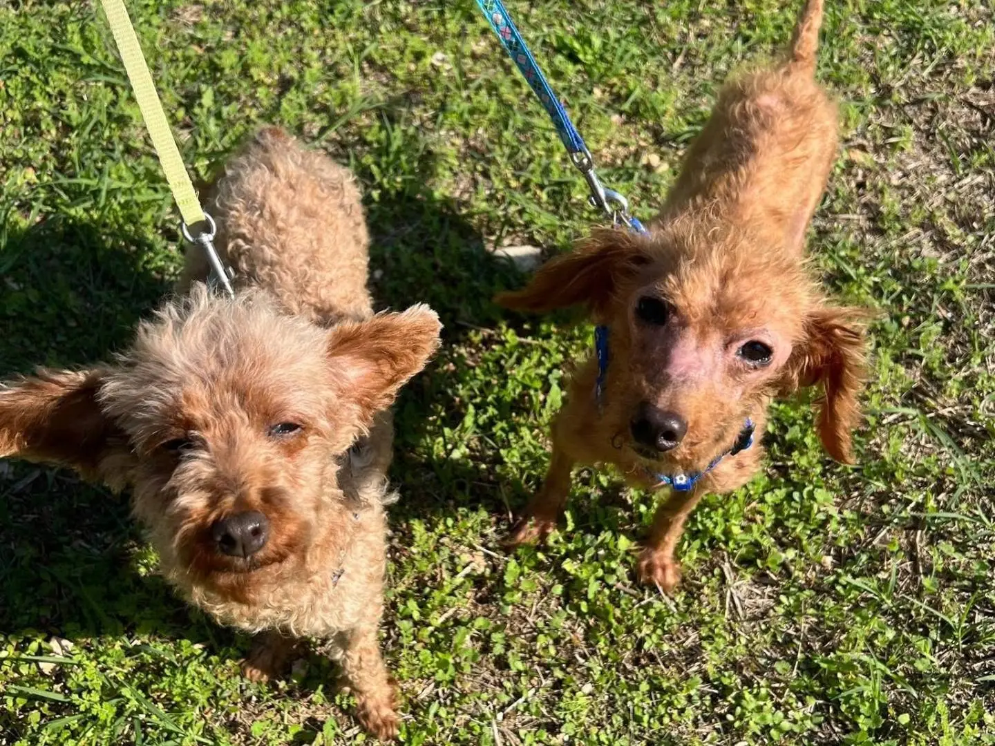 Adotta un cane, taglia piccola, femmina, Bari