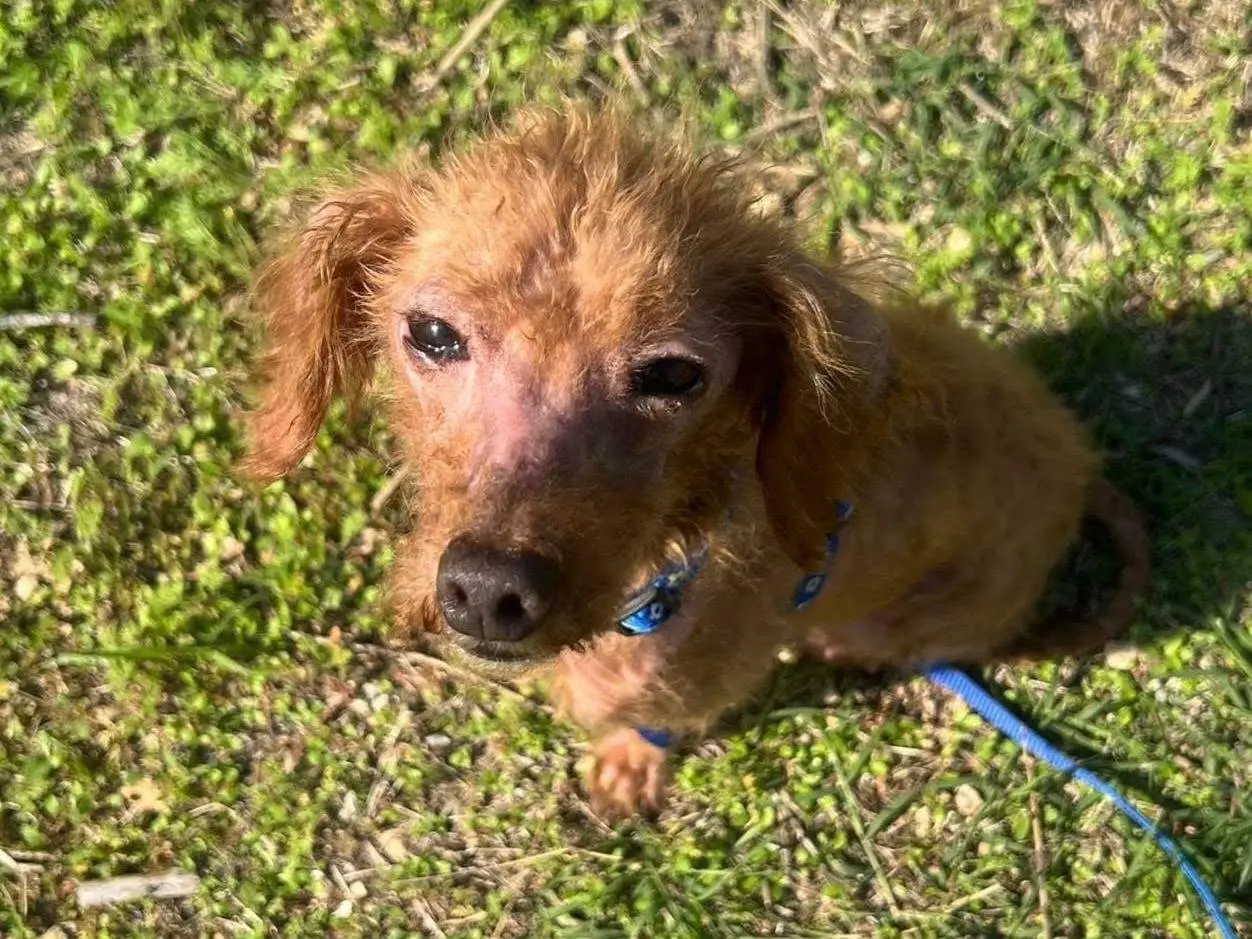 Vuoi adottare un cane a Bari?
