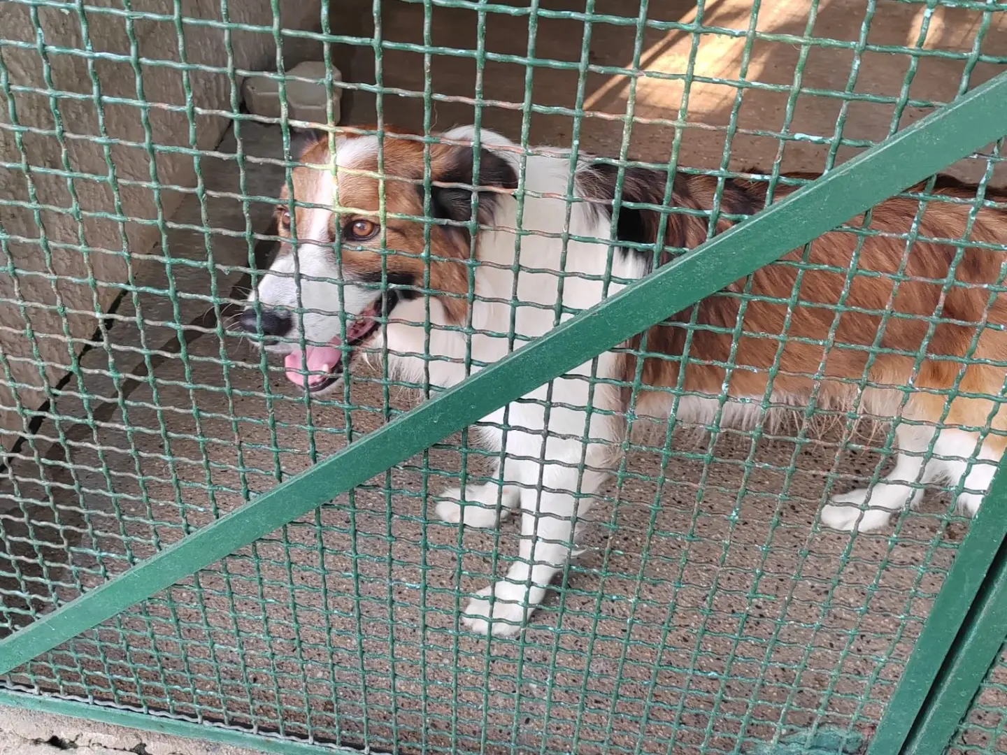 Adotta un cane, maschio, 5 anni e 11 mesi, Milano